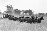 399 Harvesting Horse Team