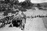 1057 Droving sheep