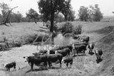 1084 Cattle by Creeks Edge