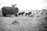 1085 Hay baling onto truck