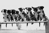 1100 Dogs in a row