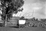 119 Pulling Cart Sheep Mustering