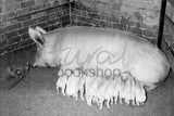 1215 Sow and piglets
