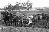 126 Bullock team working