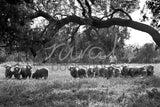 135 Sheep Drover under tree