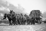 267 Horse cart transport