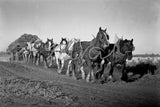 272 Horses pulling cart baled hay