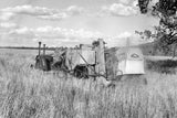 382 Wheat harvesting