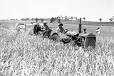 384 Wheat harvesting 2 men machine