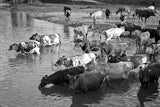 407 Cattle at waterhole
