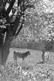 4080 Calves under blossom tree