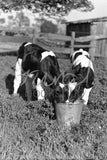 4108 Calves milk bucket