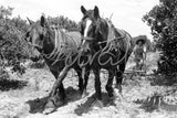 459 Horse plough - man held
