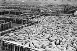509 Sheep auction pens