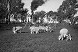 519 New baby lambs