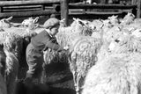 656 Little Boy Sheep Pen