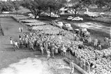 678 Sheep Sale