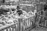 697 Sheep Sale Dogs