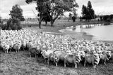 734 Mob of sheep dam