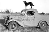 796 Dog on top of truck