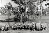 955 Sheep under tree
