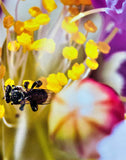 Bees of Australia