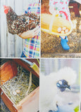 Backyard Chickens