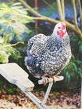 Backyard Chickens