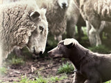 Working Dogs