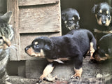 Working Dogs