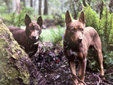 Working Dogs