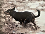 Working Dogs