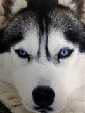 WOOF! A Book of Happiness for Dog Lovers
