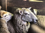 Woolsheds 2