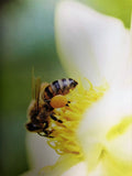 The Bee Friendly Garden
