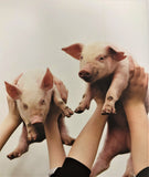 Oink! A Book of Fun for Pig Lovers