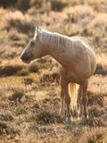 Wild Horses of The World